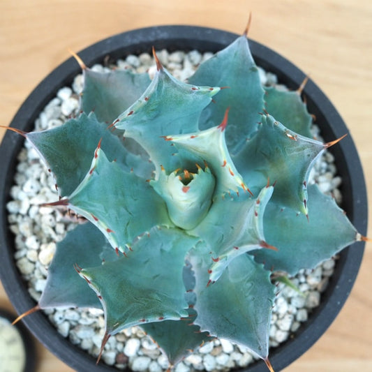 アガベの育て方