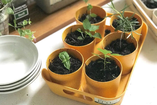 植木鉢の選び方