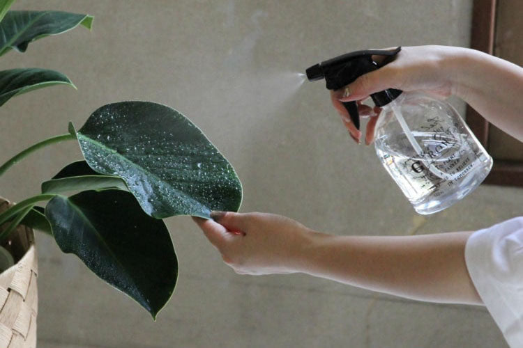 観葉植物の管理のポイント ~ 初めての方へ