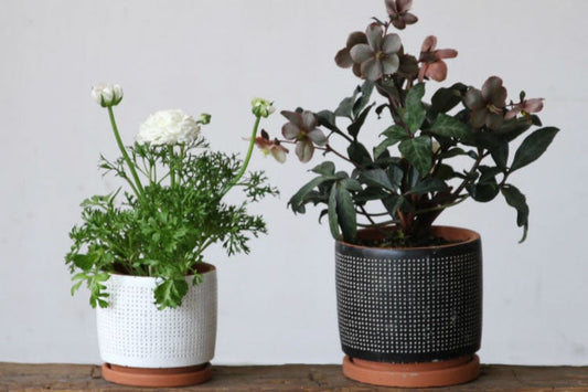 植木鉢の材質とその特徴について