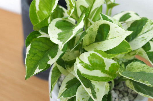 ポトスの育て方