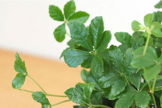 シュガーバインの育て方