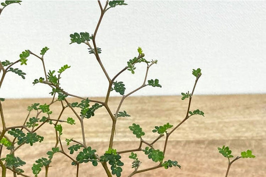 ソフォラの育て方