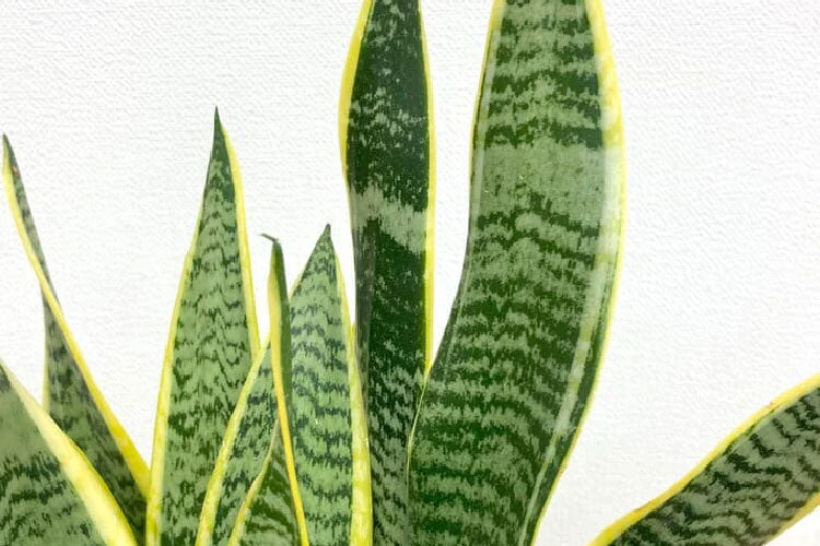 サンスベリアの育て方