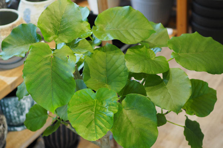 フィカス・ウンベラータの育て方