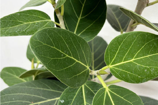 フィカス・ベンガレンシスの育て方