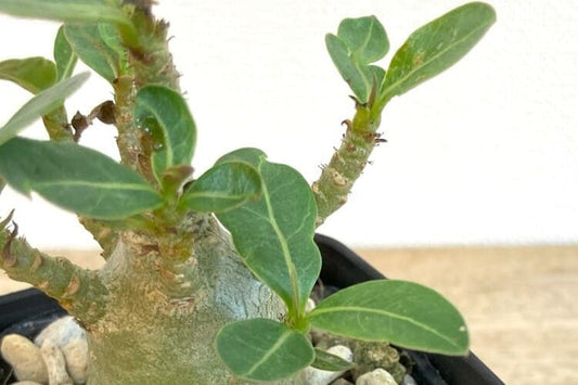 アデニウムの育て方