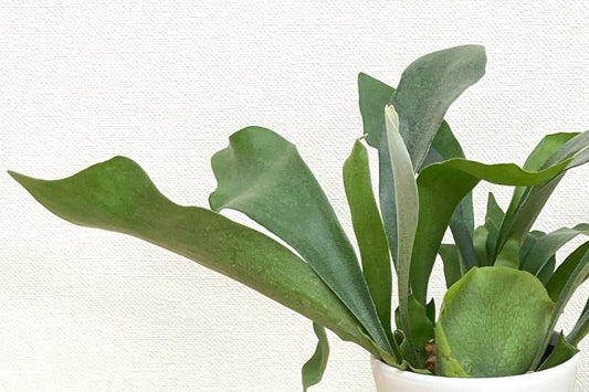 コウモリランの育て方