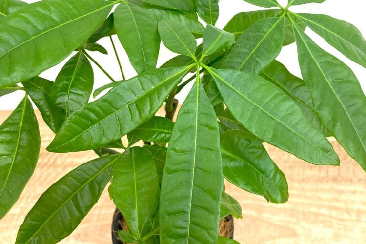 パキラの育て方