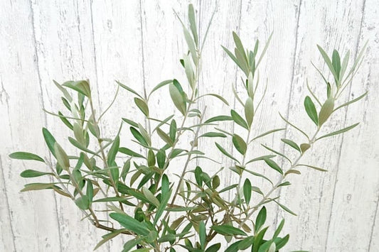 オリーブの育て方