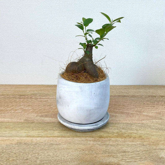 ガジュマル S + MM059-125