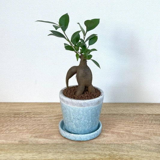 ガジュマル S + KT403-125