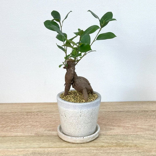 ガジュマル S + KT403-125