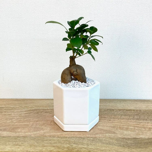 ガジュマル S + RR013-110