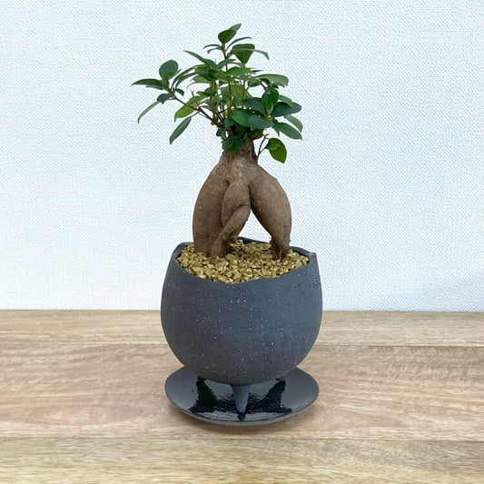 ガジュマル S + MM086-120