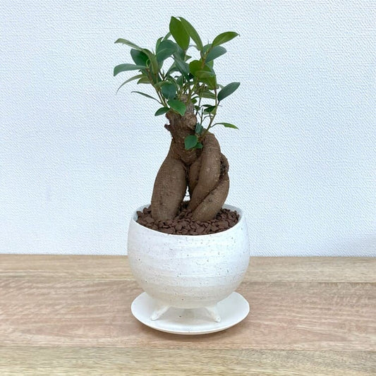 ガジュマル S + MM086-120