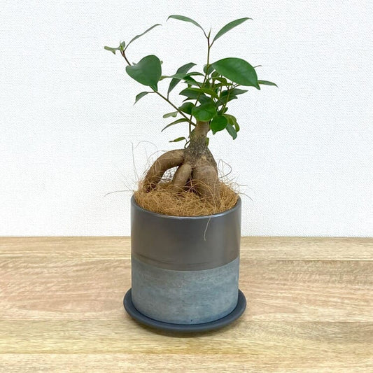 ガジュマル S + RR417-120