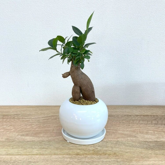 ガジュマル S + RR072-125