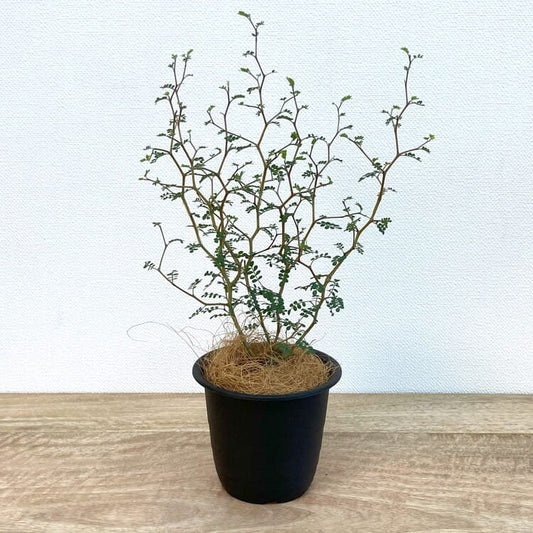 ソフォラ リトルベイビー