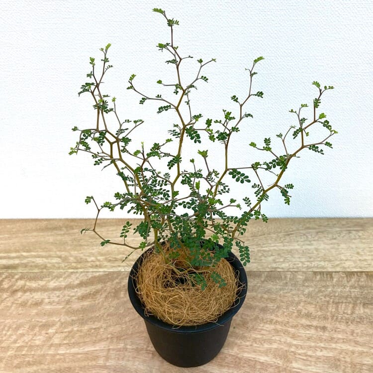 ソフォラ リトルベイビー