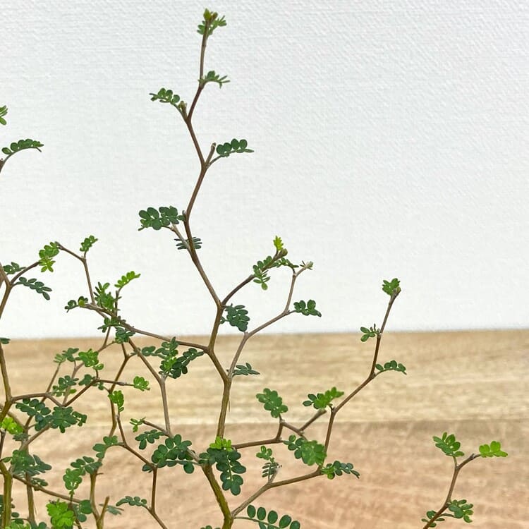 ソフォラ リトルベイビー