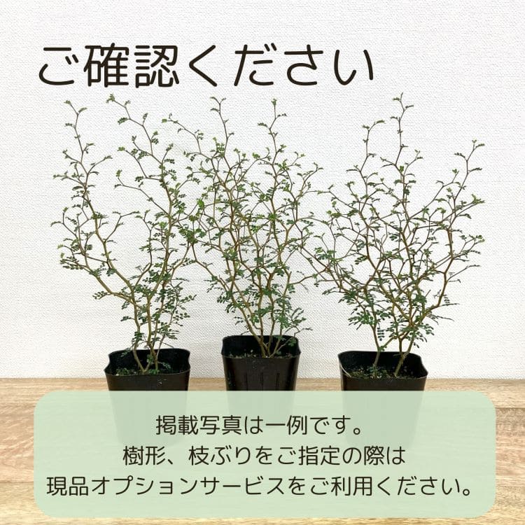 ソフォラ リトルベイビー