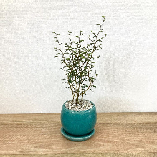 ソフォラ + MM038-115