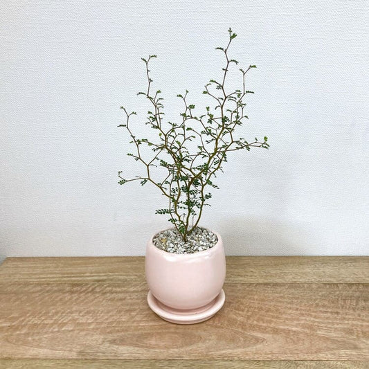 ソフォラ + MM038-115