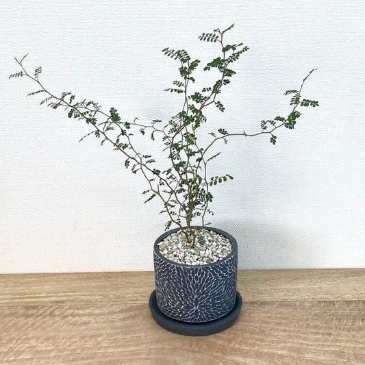 ソフォラ + CC036-110