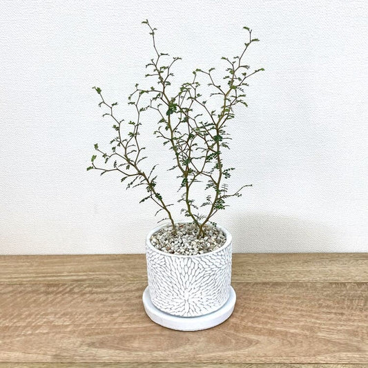 ソフォラ + CC036-110