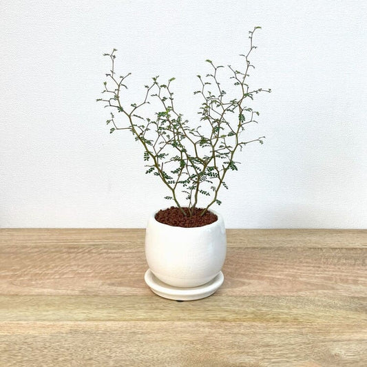 ソフォラ + MM038-115