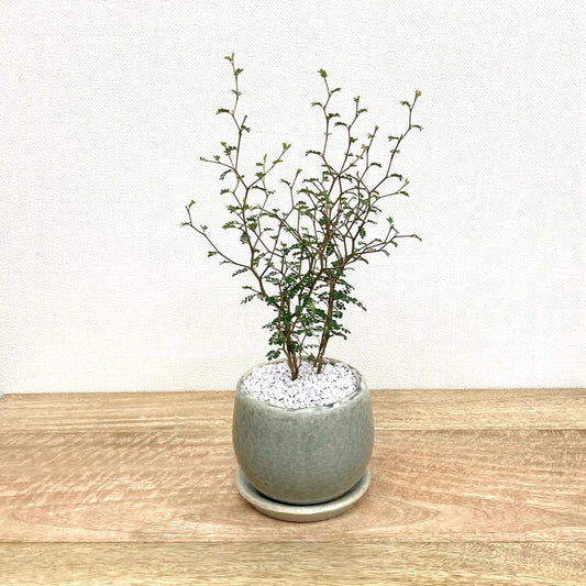 ソフォラ + MM038-115