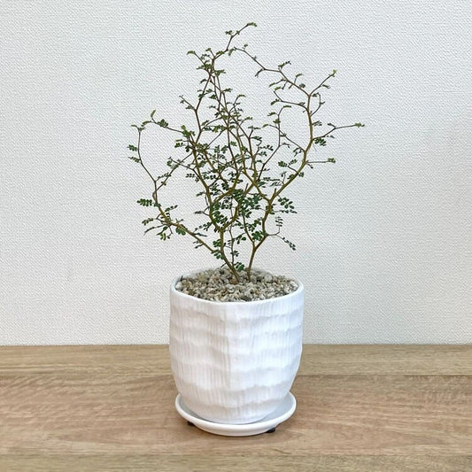 ソフォラ + MM009-110