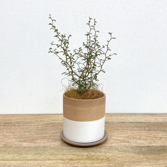 ソフォラ + RR417-120