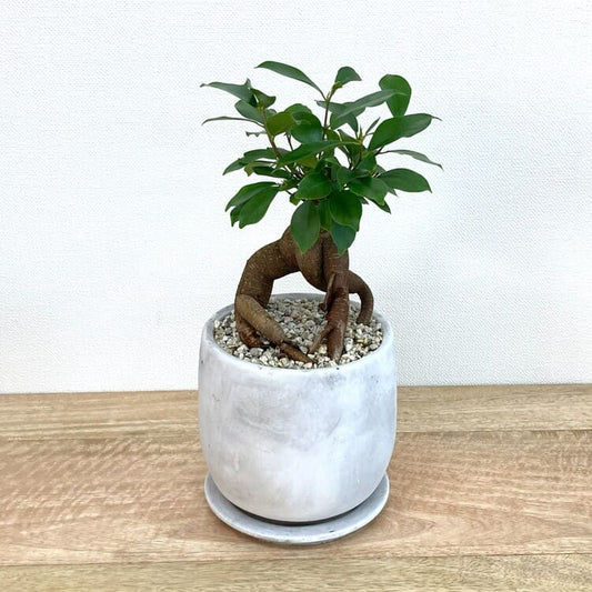 ガジュマル M + MM059-145