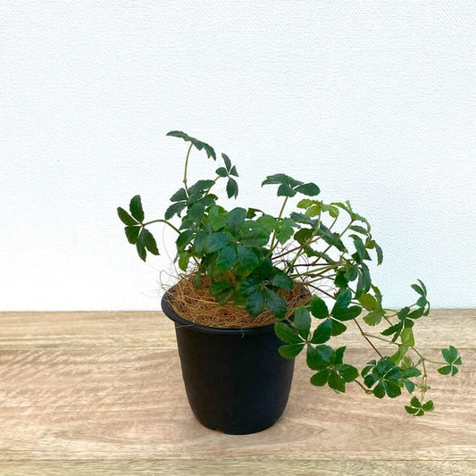 シュガーバイン