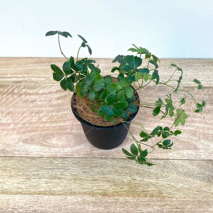 シュガーバイン