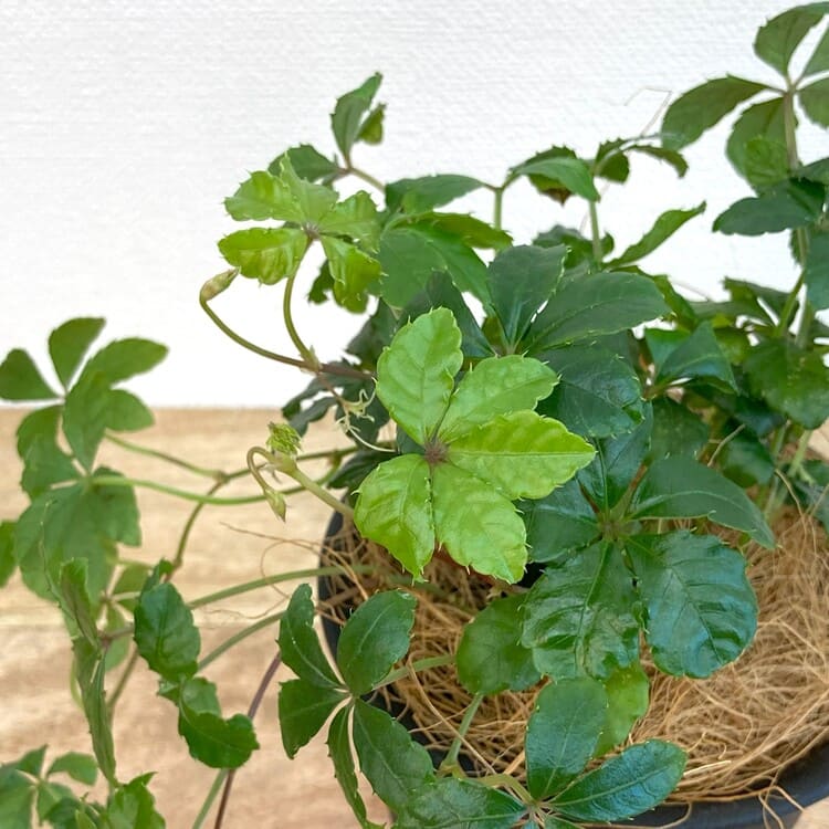 シュガーバイン