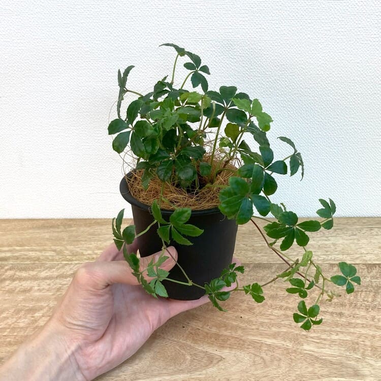 シュガーバイン