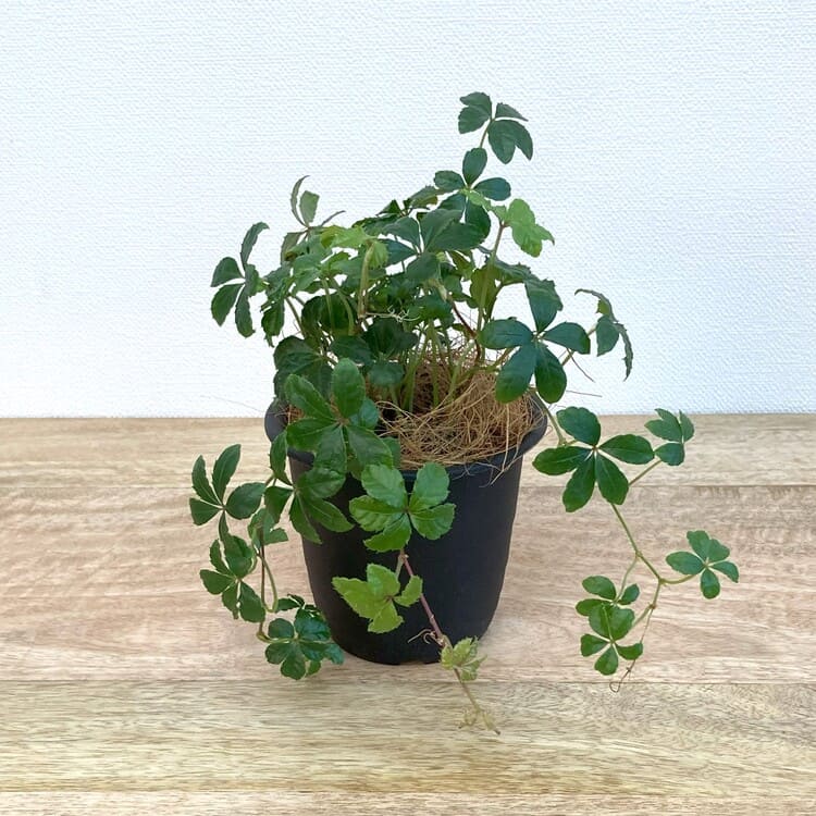 シュガーバイン