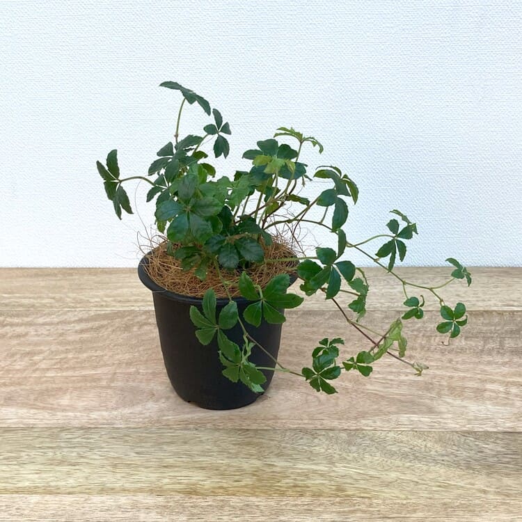 シュガーバイン