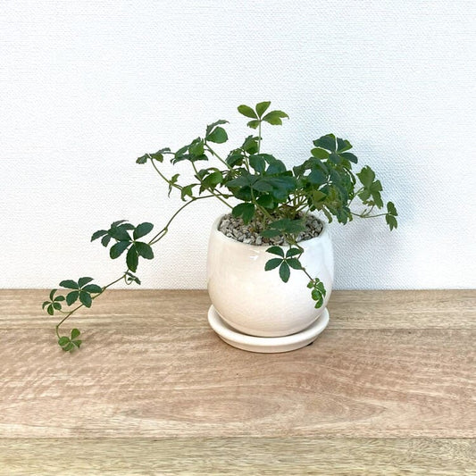 シュガーバイン + MM038-115