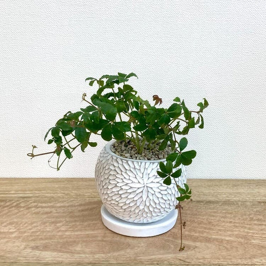 シュガーバイン + CC035-120