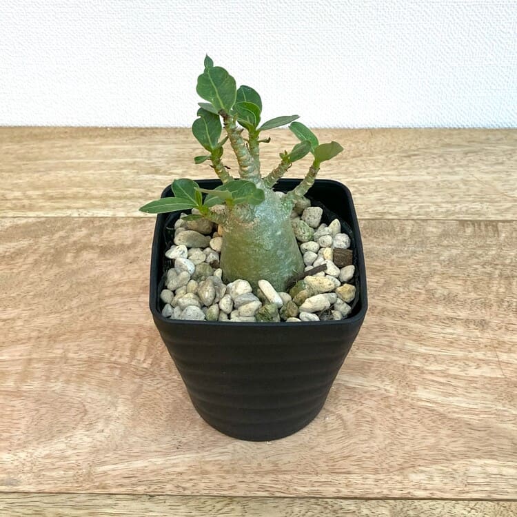 アデニウム・アラビカム