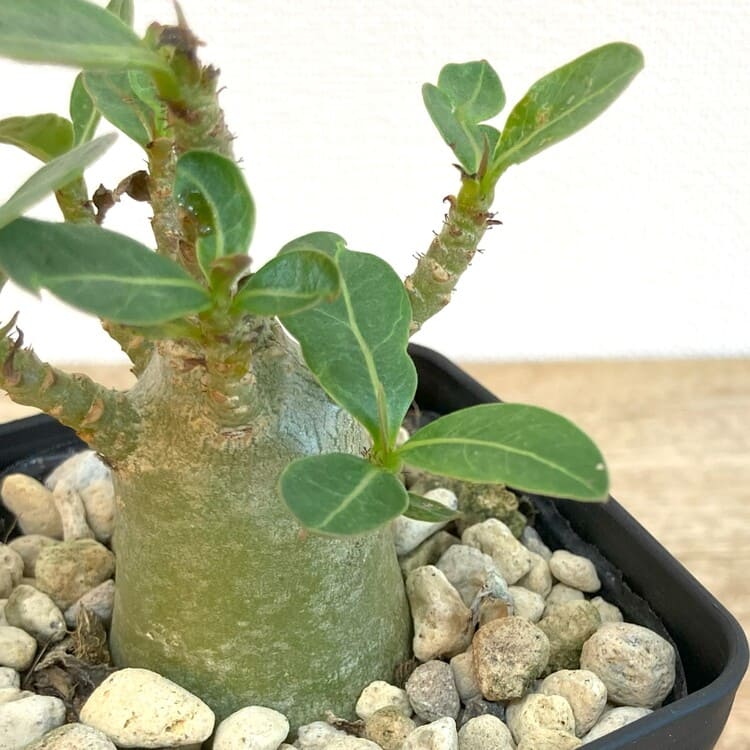 アデニウム・アラビカム