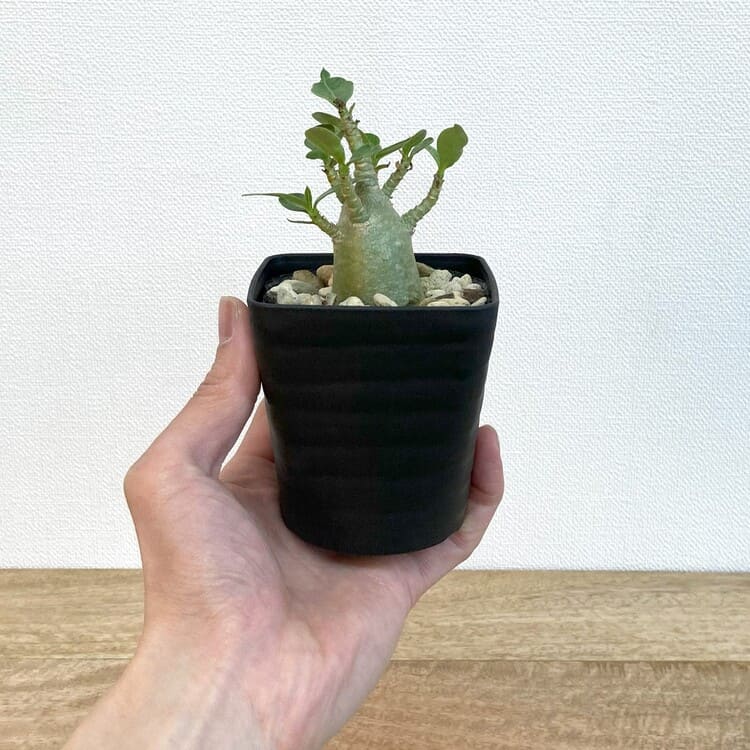 アデニウム・アラビカム