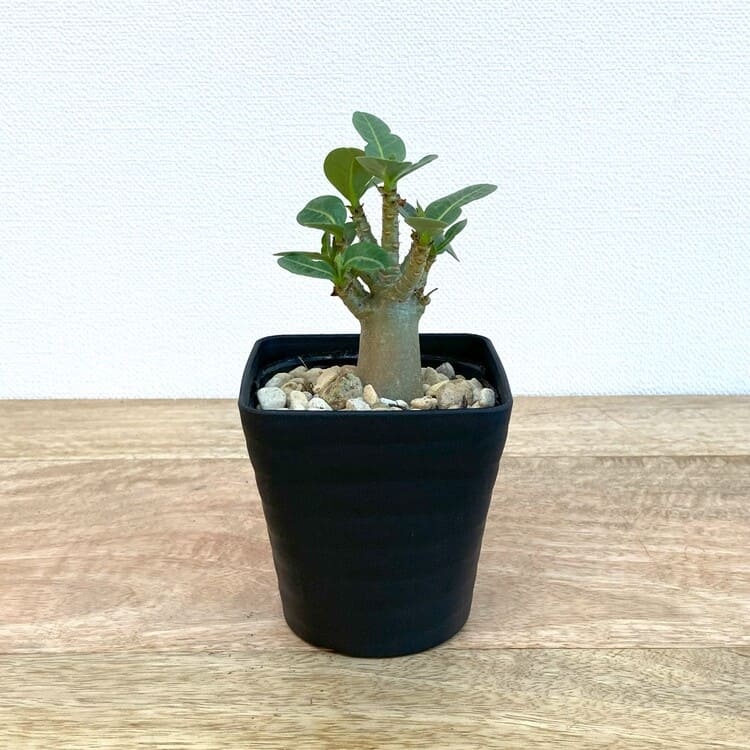 アデニウム・アラビカム