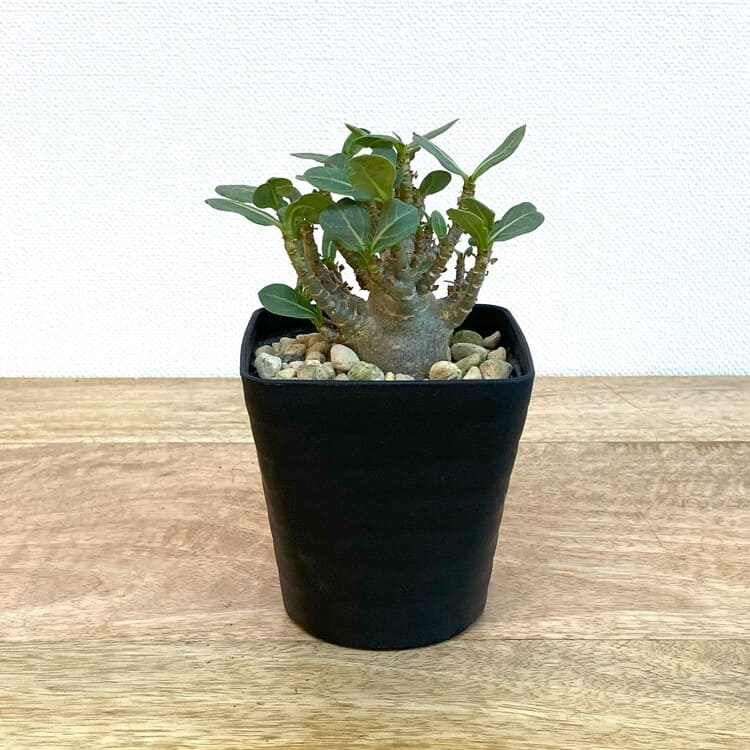 アデニウム・アラビカム