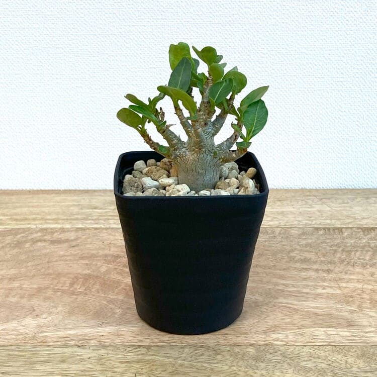 アデニウム・アラビカム