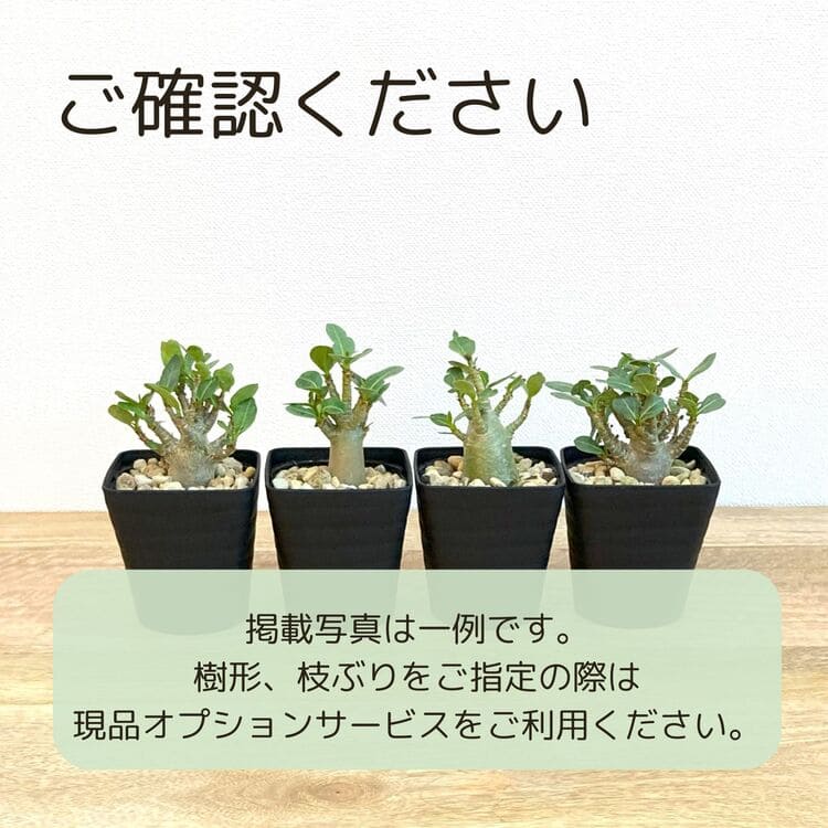 アデニウム・アラビカム